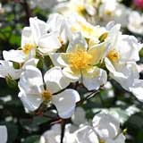 バラ イエロー ムタビリス｜花の手帖の薔薇図鑑