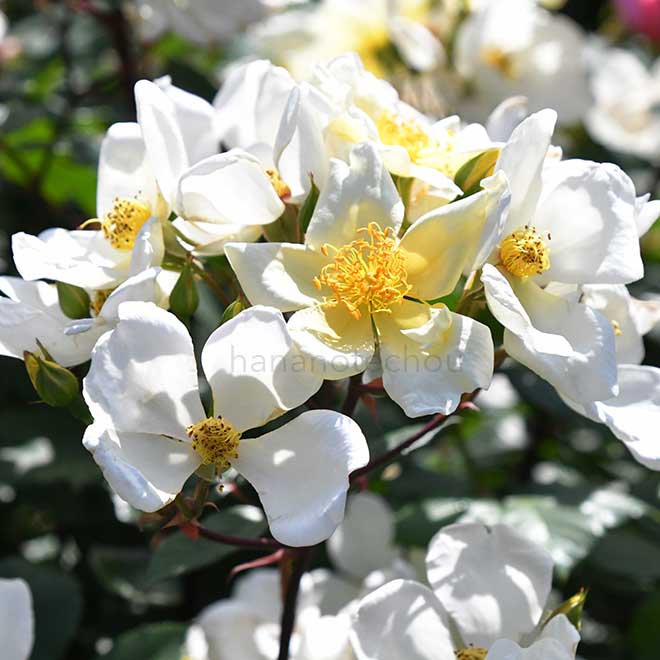 バラ イエロー ムタビリス｜花の手帖の薔薇図鑑