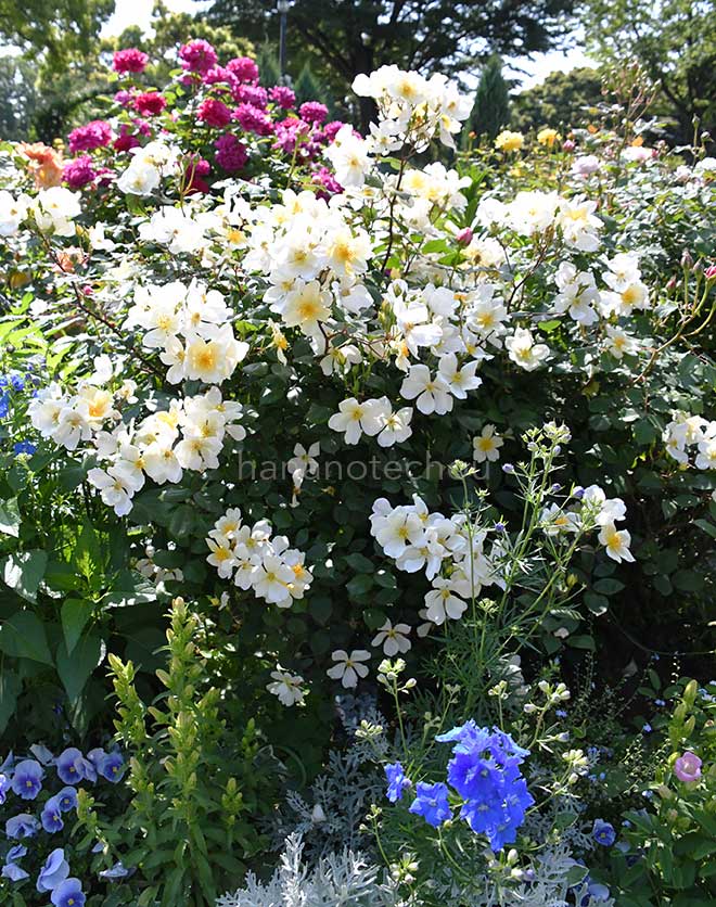 バラ イエロー ムタビリス｜花の手帖の薔薇図鑑