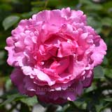 バラ イブ ピアッチェ｜花の手帖の薔薇図鑑