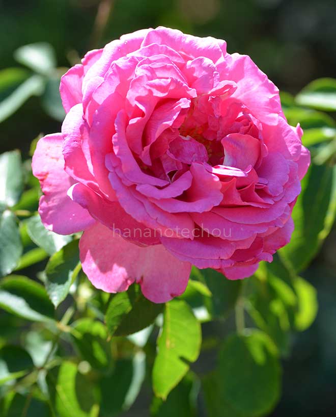 バラ イヴ ピアジェ｜花の手帖の薔薇図鑑