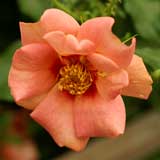 バラ バベル バビロン｜花の手帖の薔薇図鑑