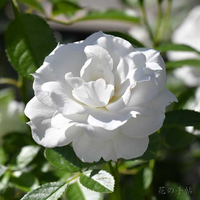 バラ　ベビーアイスバーグ｜花の手帖の薔薇図鑑