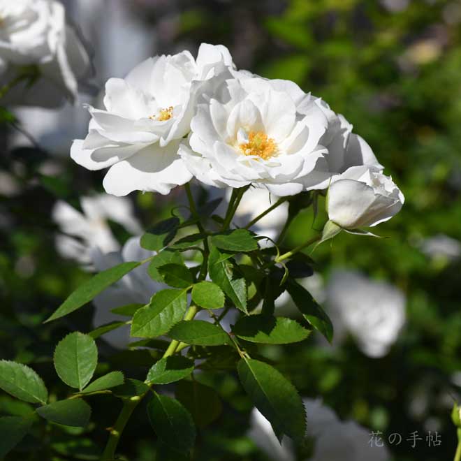 バラ ベビーアイスバーグ｜花の手帖の薔薇図鑑