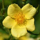 バラ ベビーラブ｜花の手帖の薔薇図鑑