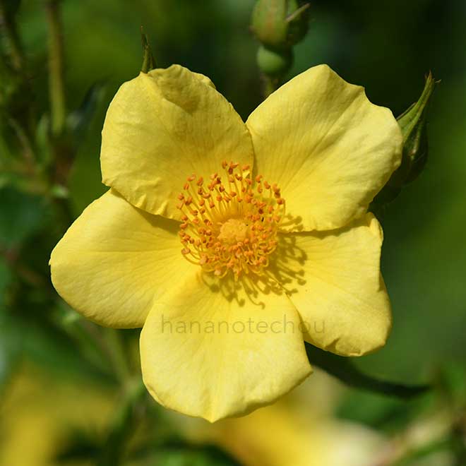 バラ ベビー ラブ｜花の手帖の薔薇図鑑