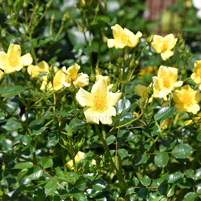 バラ ベビー ラブ｜花の手帖の薔薇図鑑