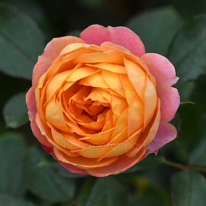 バラ ベビー ロマンティカ|花の手帖の薔薇図鑑