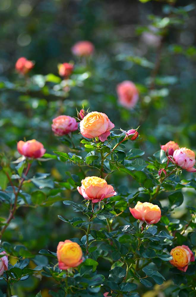 バラ ベビー ロマンティカ|花の手帖の薔薇図鑑