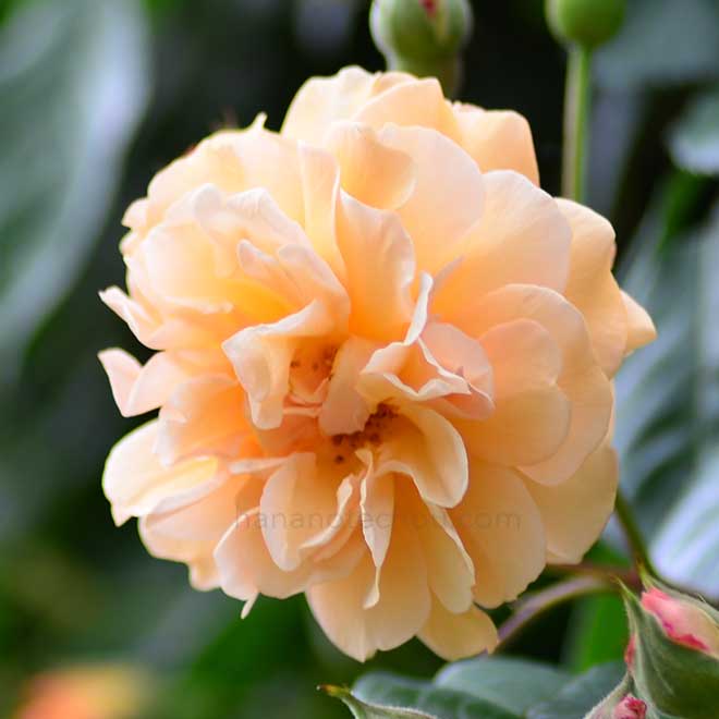 バラ バフビューティ｜花の手帖の薔薇図鑑