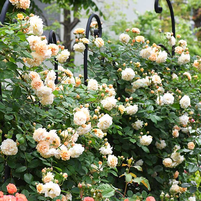 バラ バフビューティ｜花の手帖の薔薇図鑑