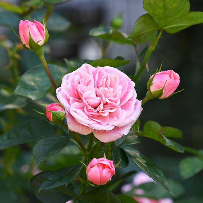 バラ バイランド｜花の手帖の薔薇図鑑