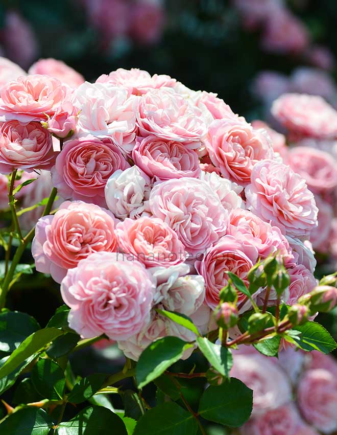 バラ バイランド｜花の手帖の薔薇図鑑