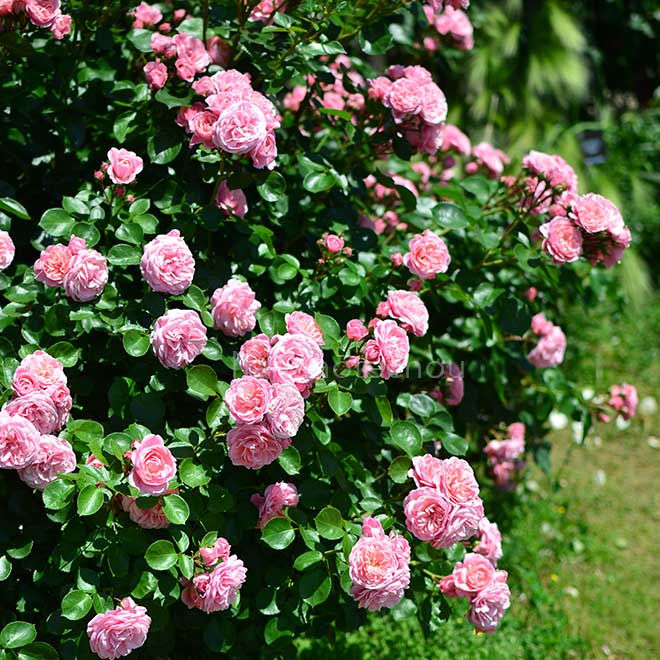 バラ バイランド｜花の手帖の薔薇図鑑