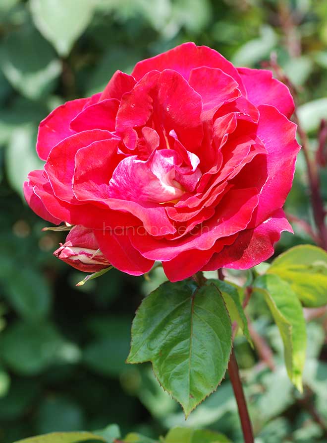 バラ バヤツォ|花の手帖の薔薇図鑑