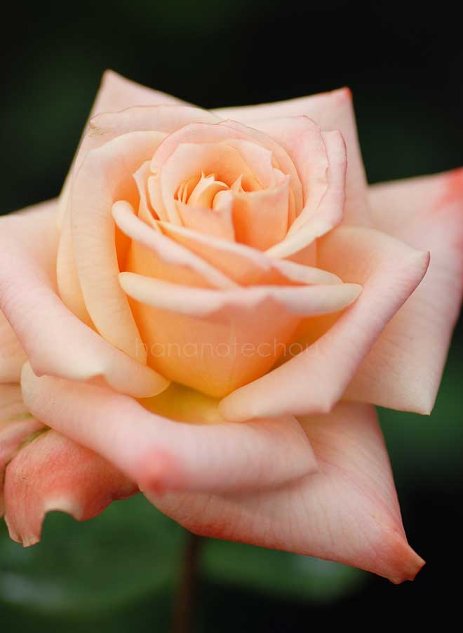 バラ バル デュ ソワール|花の手帖の薔薇図鑑