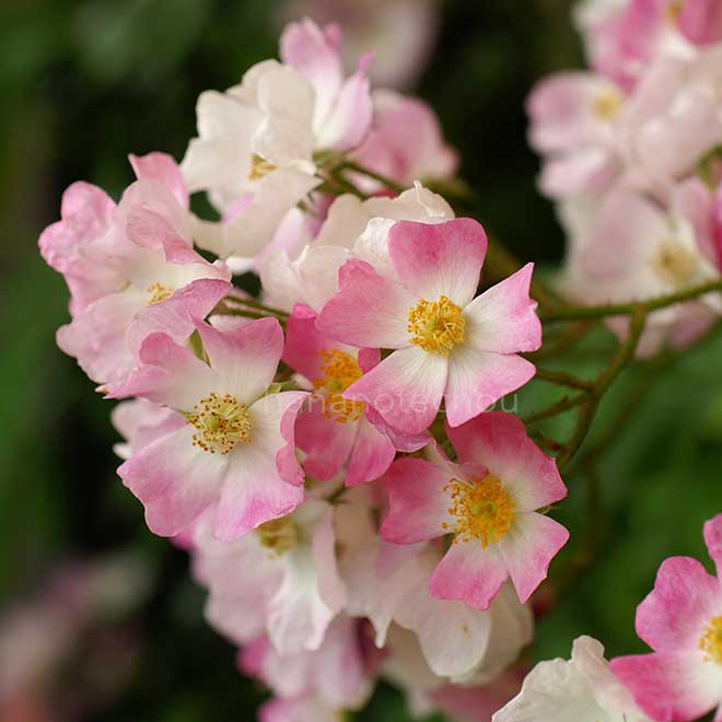 バラ バレリーナ｜花の手帖の薔薇図鑑