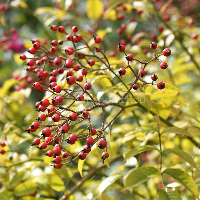 バラ バレリーナ｜花の手帖の薔薇図鑑