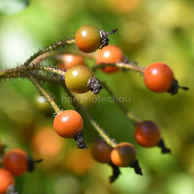 バラ バレリーナ｜花の手帖の薔薇図鑑