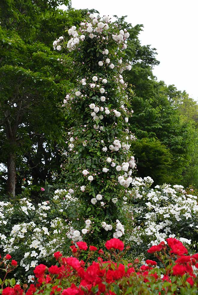バラ ボルチモア ベル|花の手帖の薔薇図鑑