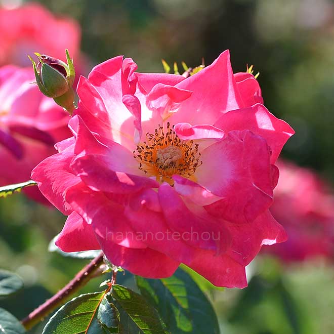 バラ バンブリッジ｜花の手帖の薔薇図鑑