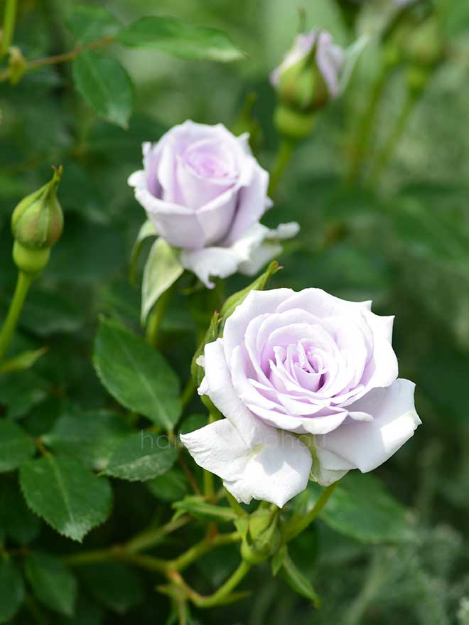 バラ 薔薇の海
｜花の手帖の薔薇図鑑