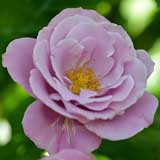 バラ バーブラ ストライサンド|花の手帖の薔薇図鑑