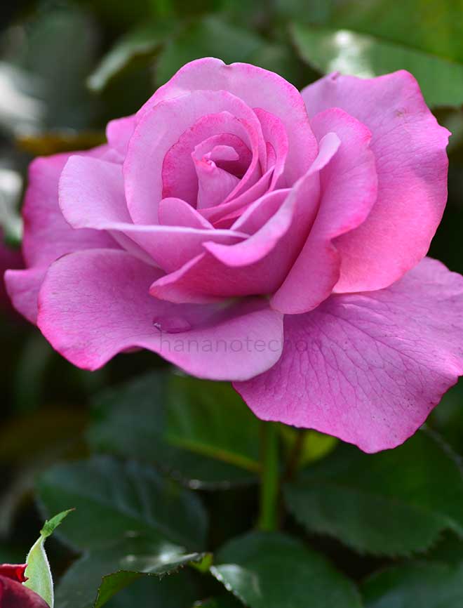 バラ バーブラ ストライサンド｜花の手帖の薔薇図鑑