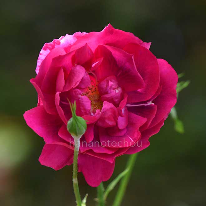 バラ バルドー ジョブ|花の手帖の薔薇図鑑