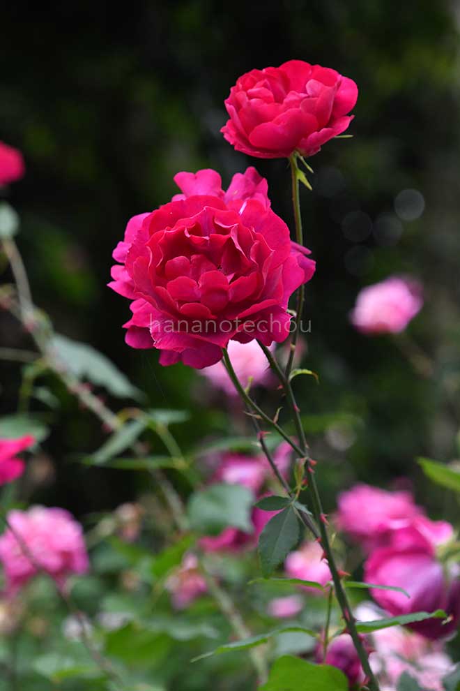 バラ バルドー ジョブ|花の手帖の薔薇図鑑