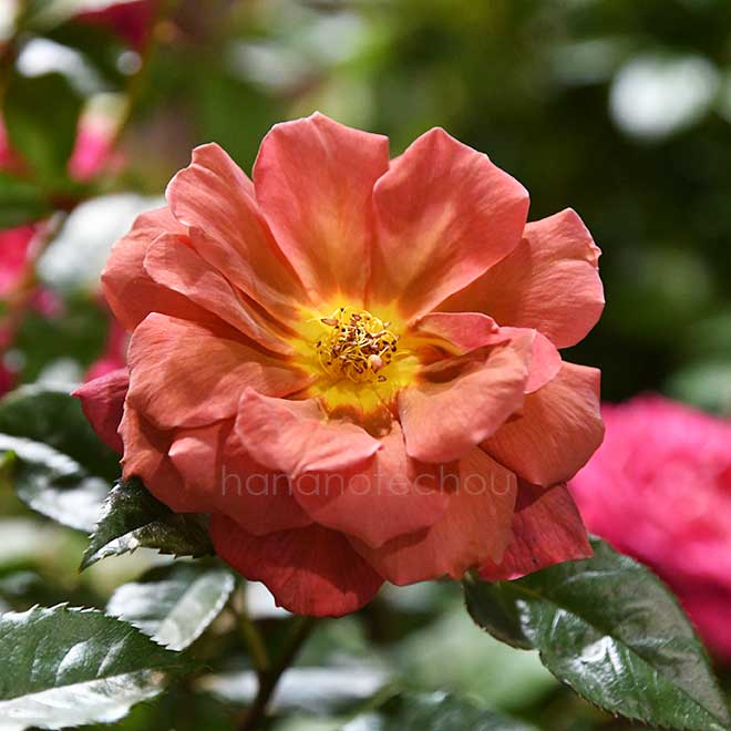 バラ バリスタ｜花の手帖の薔薇図鑑