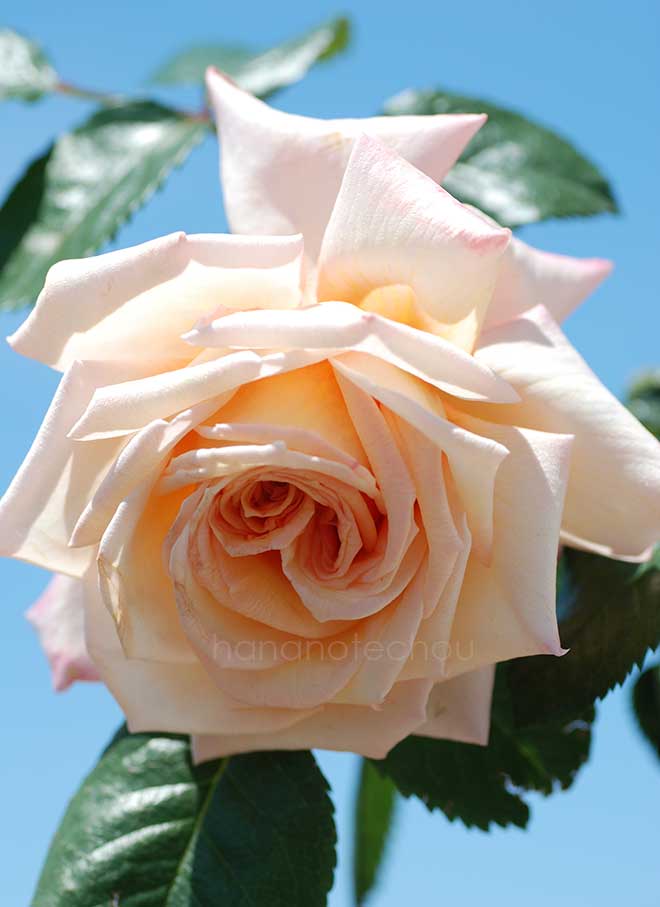 バラ バロック|花の手帖の薔薇図鑑