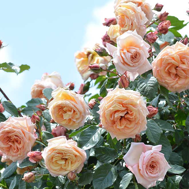 バラ バロック|花の手帖の薔薇図鑑