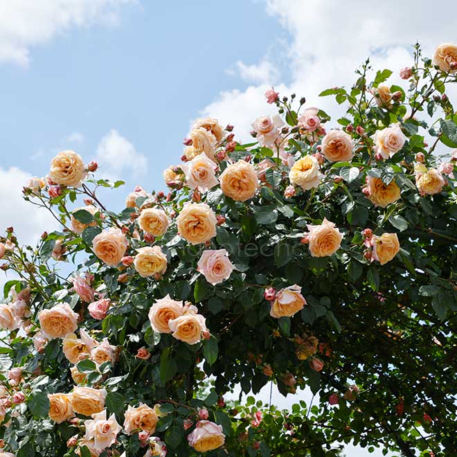 バラ バロック|花の手帖の薔薇図鑑