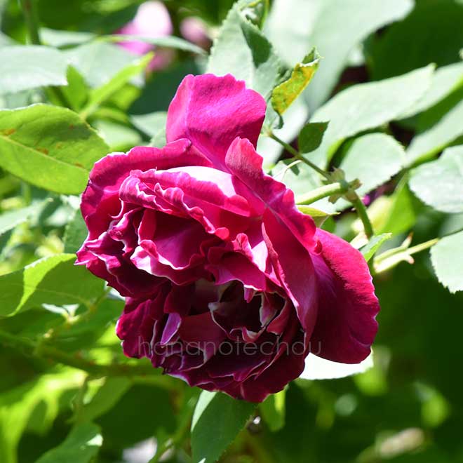 バラ バロン ジロー ドゥ ラン｜花の手帖の薔薇図鑑