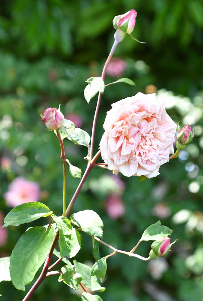 バラ バロン アンリエット ドゥ スノワ｜花の手帖の薔薇図鑑