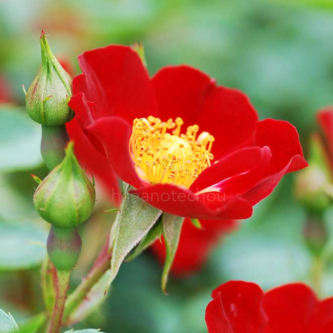 バラ バシーノ|花の手帖の薔薇図鑑