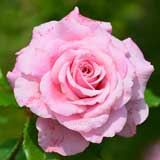 バラ ベリンダズドリーム|花の手帖の薔薇図鑑