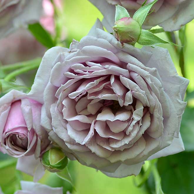 バラ ｜花の手帖の薔薇図鑑