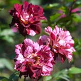 バラ ベル デスピヌーズ|花の手帖の薔薇図鑑