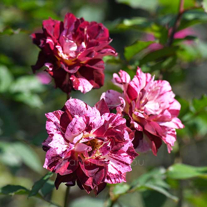 バラ ベル デスピヌーズ|花の手帖の薔薇図鑑