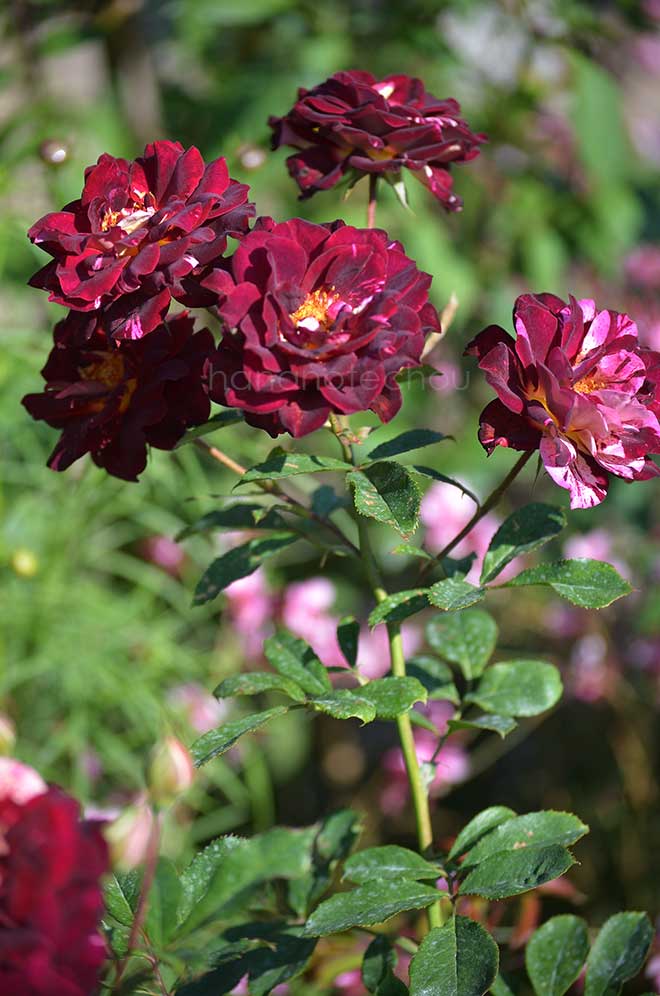 バラ ベル デスピヌーズ|花の手帖の薔薇図鑑