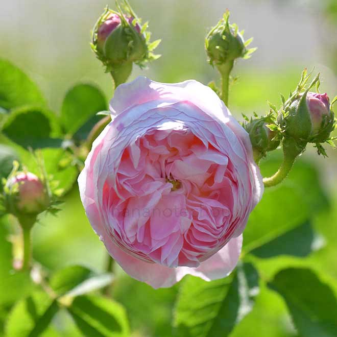 バラ ベル イジス|花の手帖の薔薇図鑑