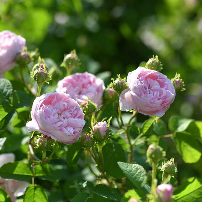 バラ ベル イジス|花の手帖の薔薇図鑑
