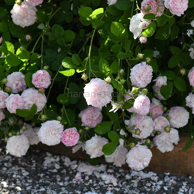 バラ ベル イジス|花の手帖の薔薇図鑑