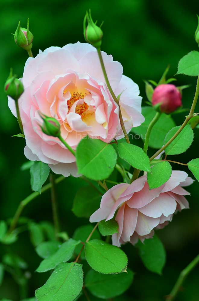 バラ ベル ストーリー｜花の手帖の薔薇図鑑