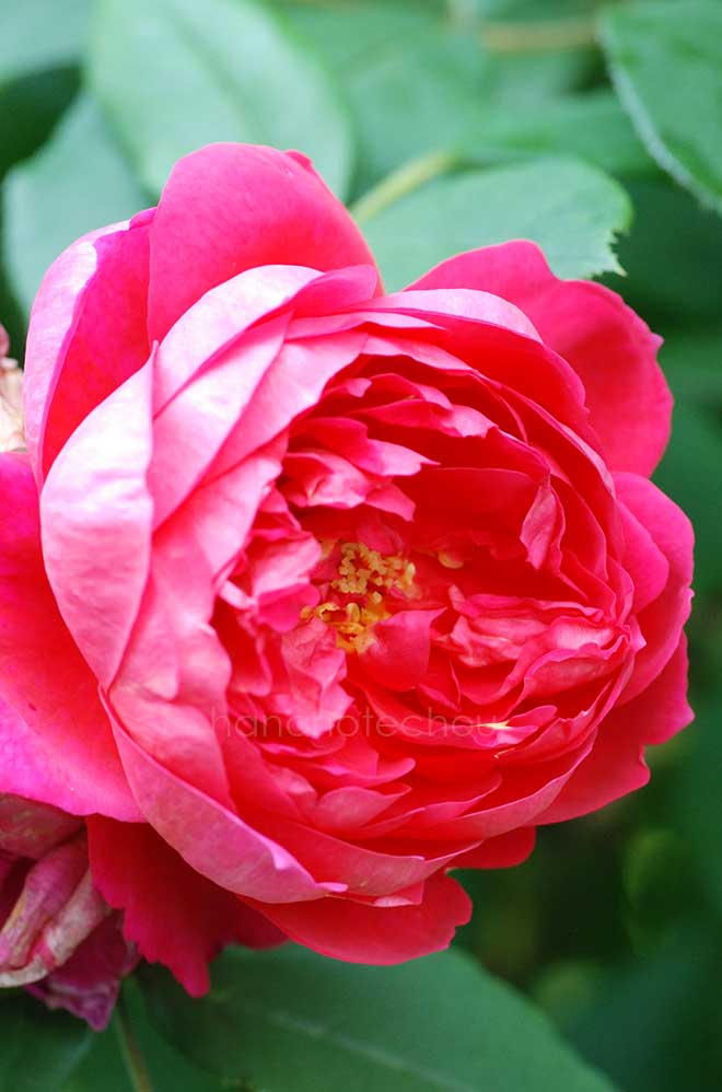 バラ ベンジャミン ブリテン｜花の手帖の薔薇図鑑