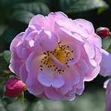バラ ベルスーズ|花の手帖の薔薇図鑑