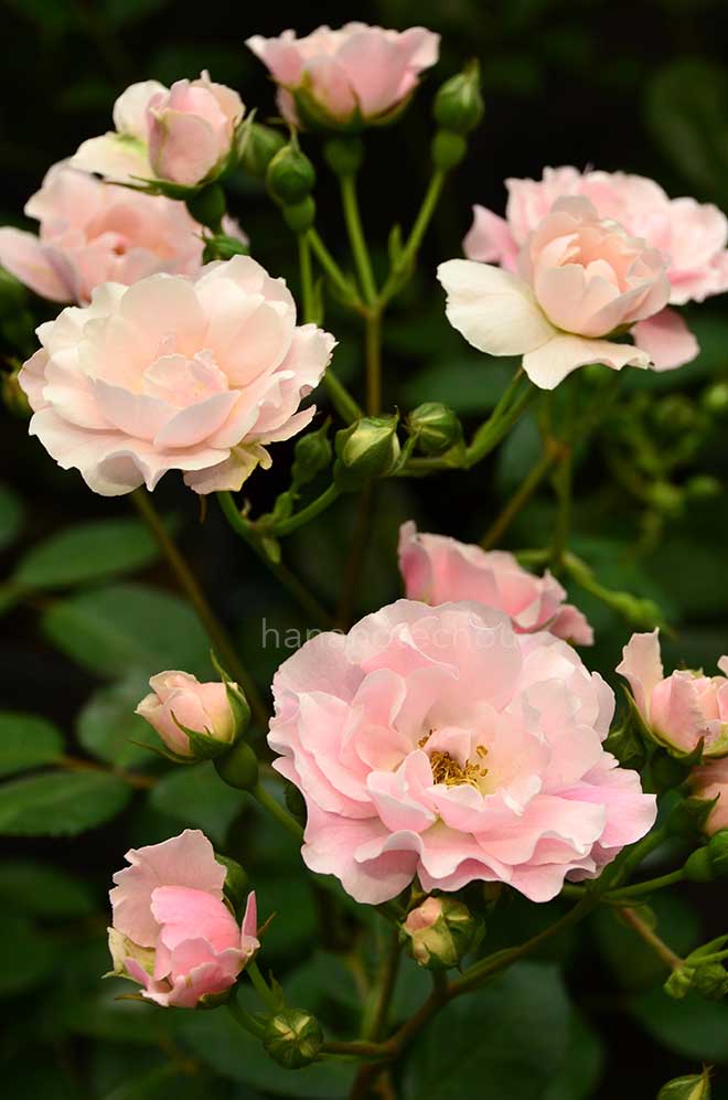 バラ ベレニーチェ|花の手帖の薔薇図鑑