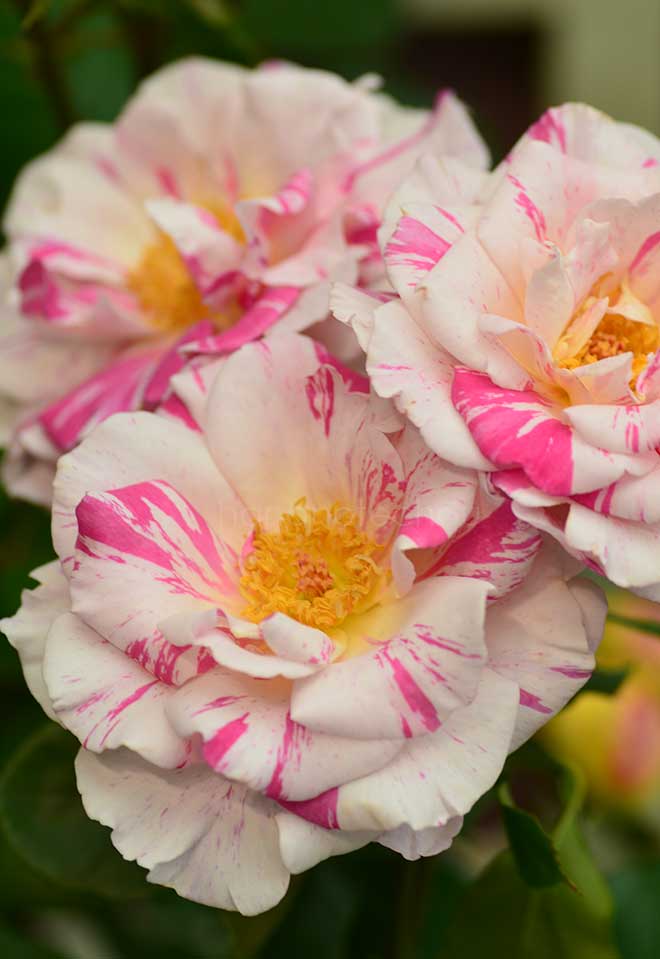 バラ バランゴ｜花の手帖の薔薇図鑑